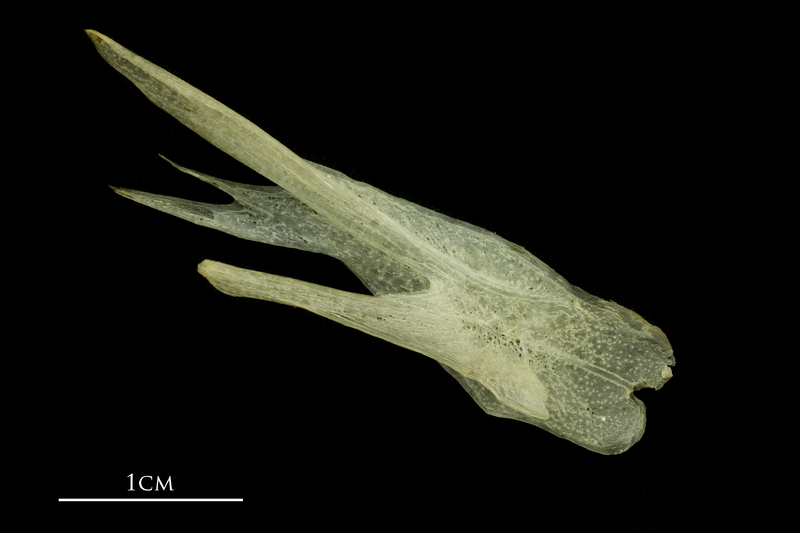 Atlantic mackerel posttemporal medial view