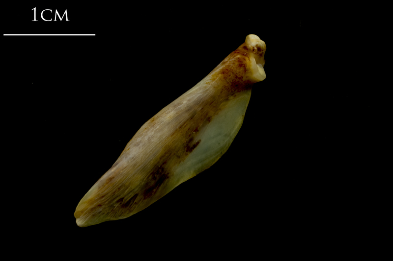 Ballan wrasse supracleithrum lateral view