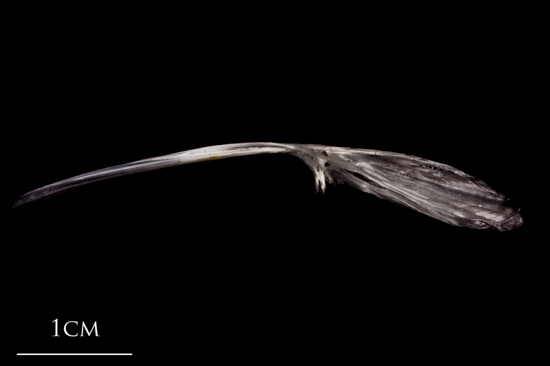 Atlantic herring parasphenoid lateral view