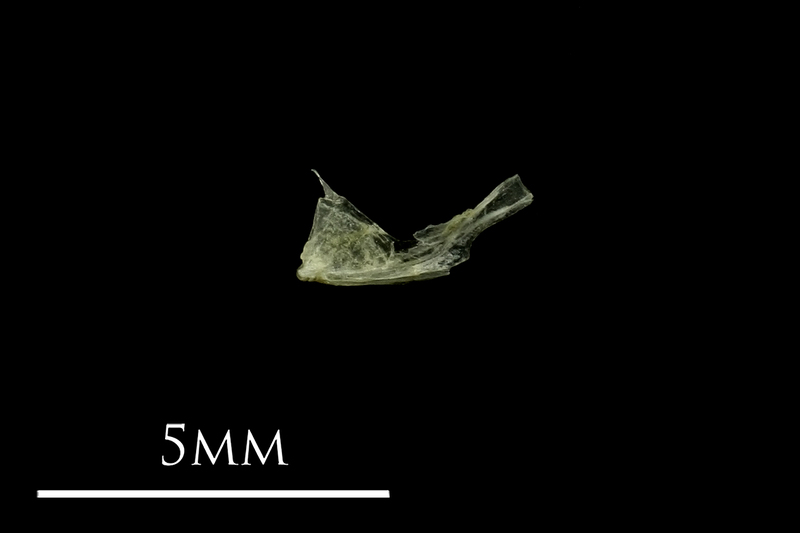 Three-spined stickleback quadrate lateral view