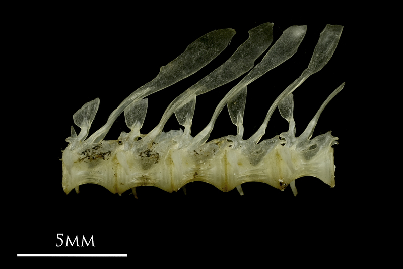 Sandsmelt precaudal vertebra lateral view