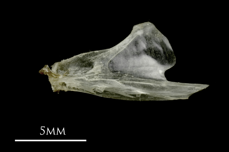 Sandsmelt dentary lateral view