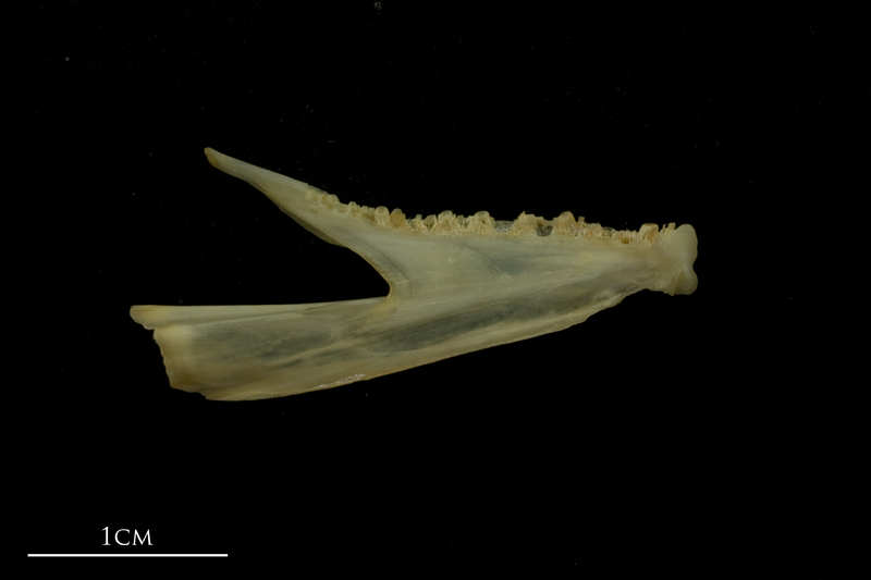 Bib dentary medial view