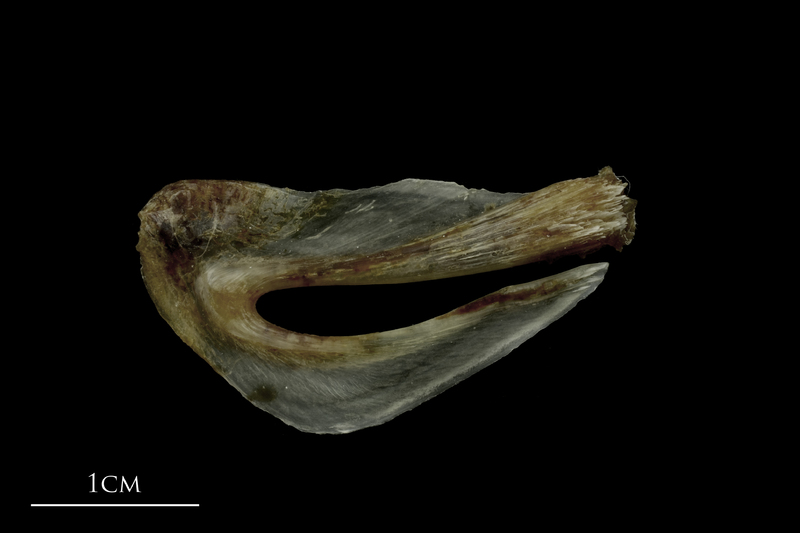 Brill urohyal lateral view