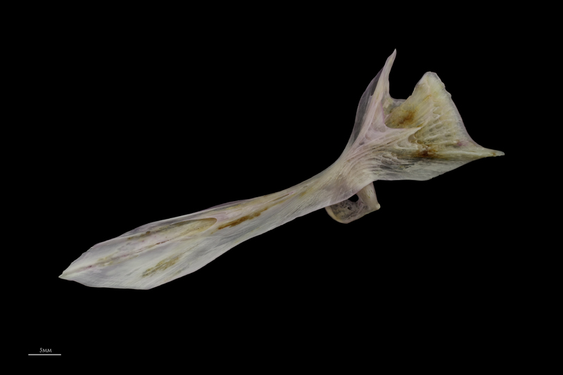 Tub gurnard cleithrum lateral view