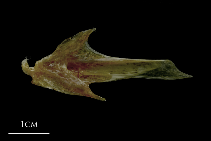 Spanish mackerel articular medial view