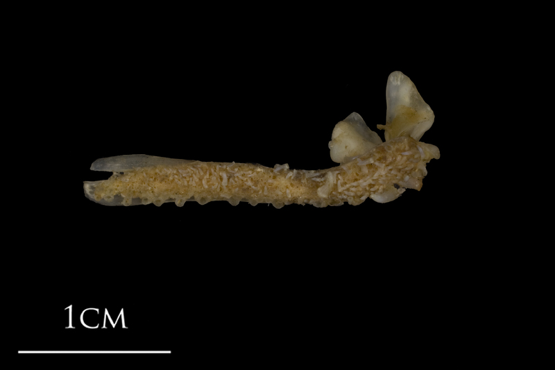 Shore rockling premaxilla medial view