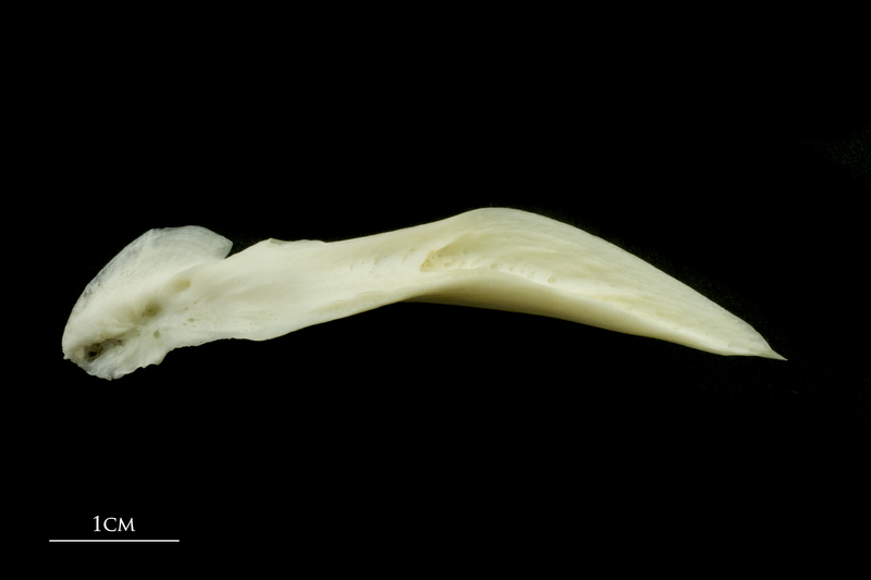 Common carp posttemporal medial view