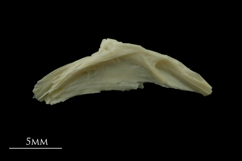 Dragonet preopercular lateral view