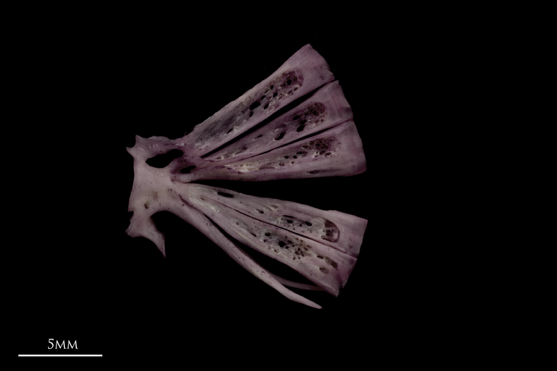 Wels catfish ultimate vertebra lateral view