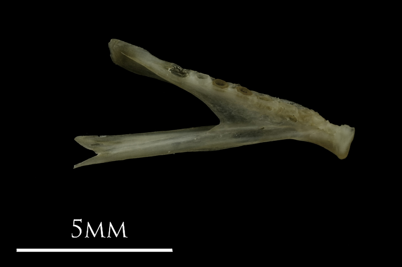 Eelpout dentary medial view