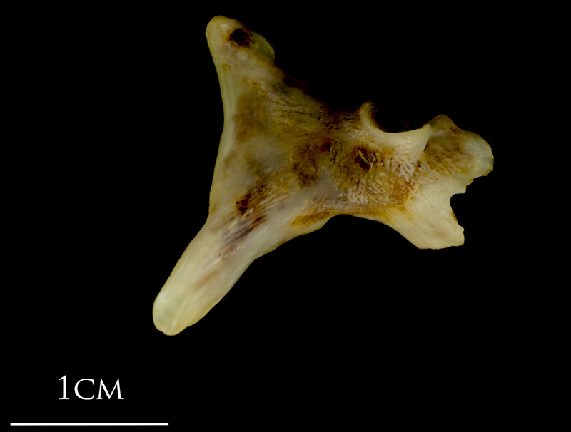 Ballan wrasse articular lateral view