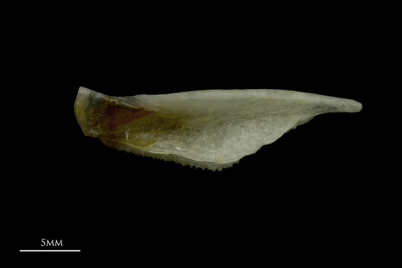 Red gurnard pharyngeal ventral view