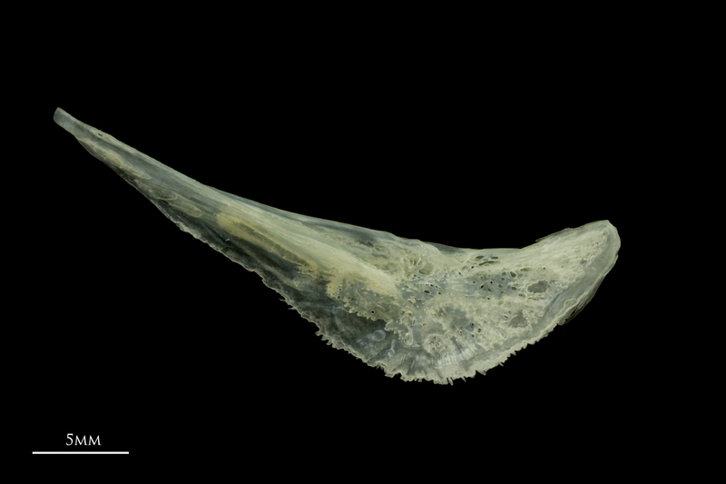 Red mullet preopercular medial view