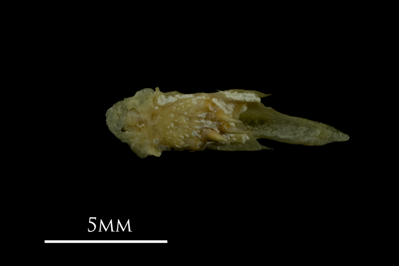 Arctic Char vomer ventral view