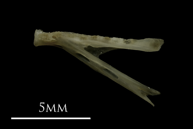 Eelpout dentary lateral view