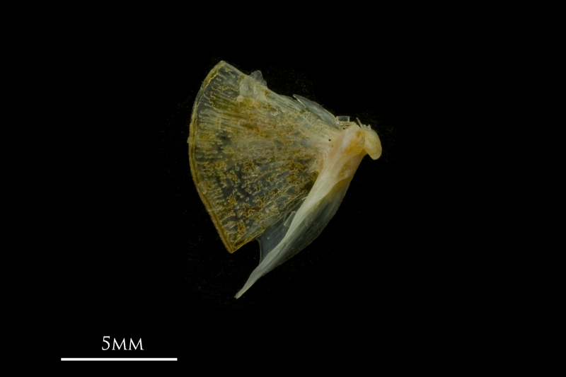 Black seabream quadrate medial view