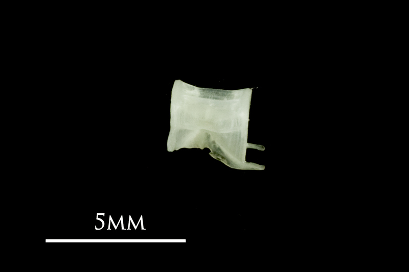 European pilchard precaudal vertebra lateral view