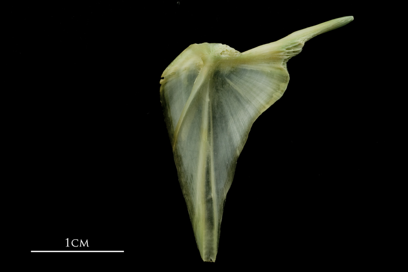 John dory posttemporal lateral view