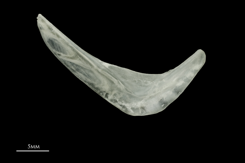 Roach preopercular medial view