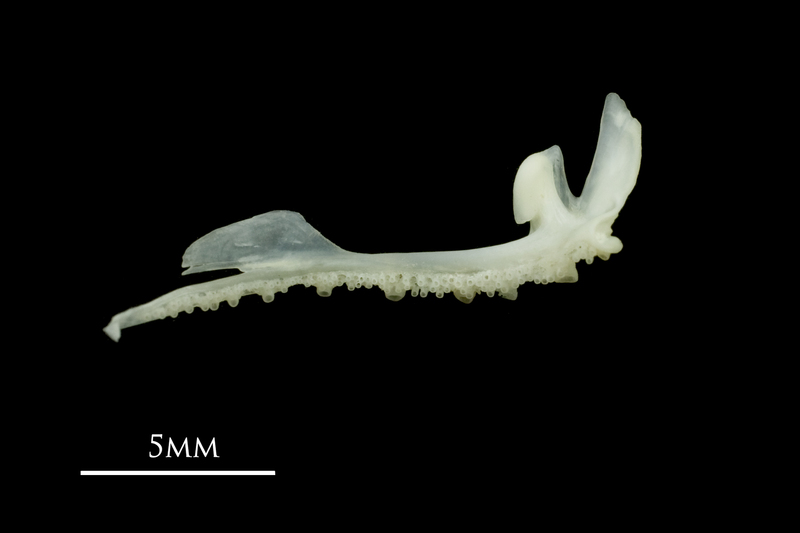 Poor cod premaxilla medial view