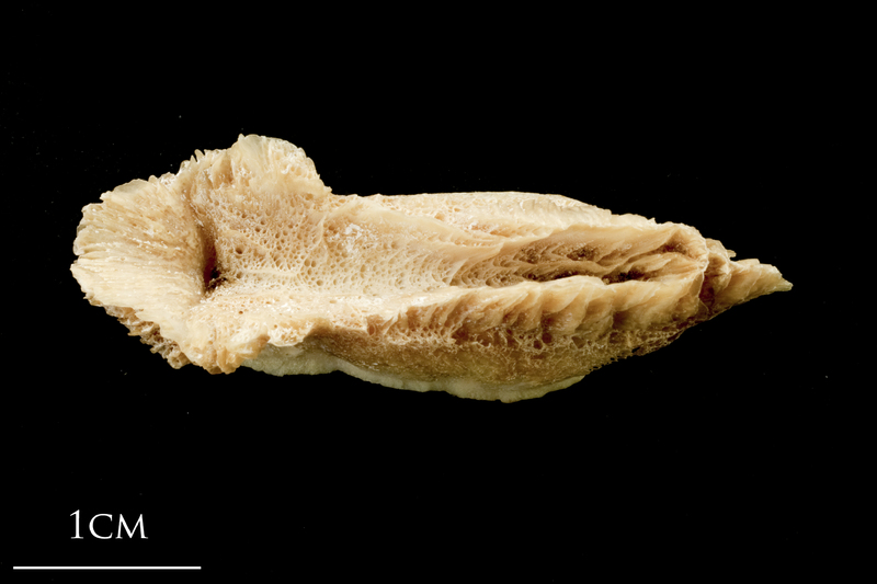 Catfish vomer ventral view