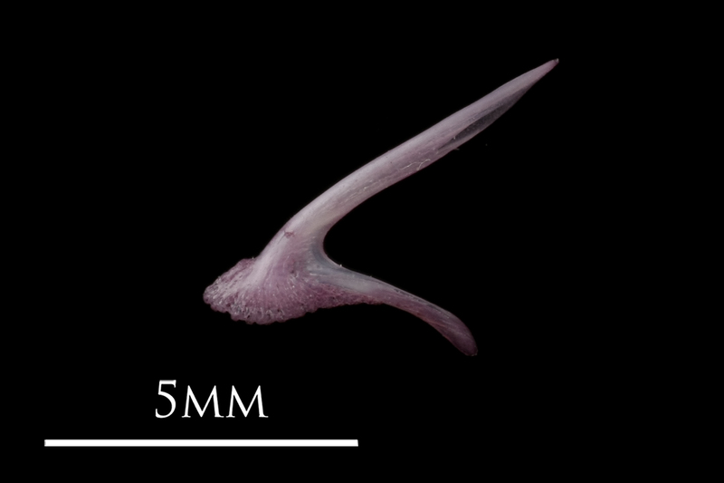 Dragonet premaxilla lateral view