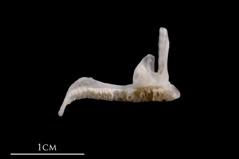 European flounder premaxilla medial view