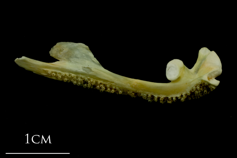 Saithe premaxilla medial view