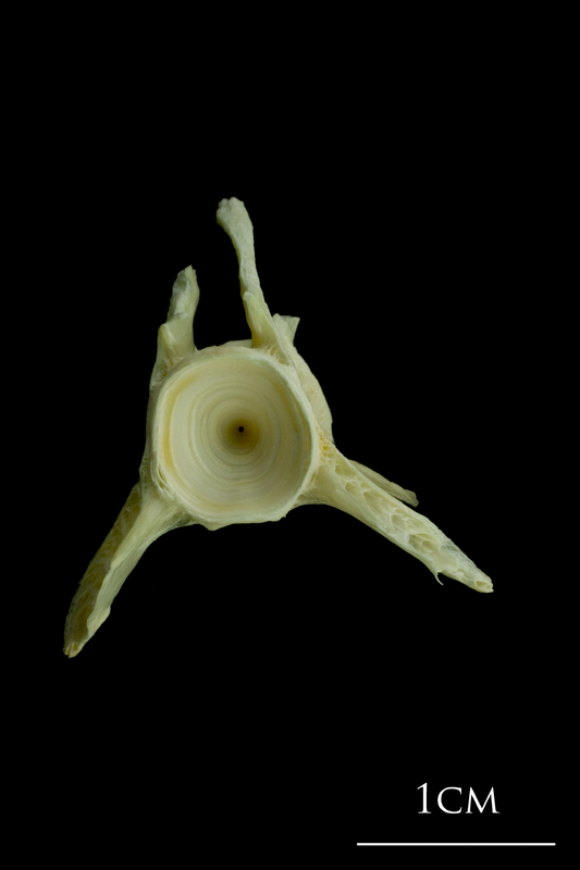 Saithe precaudal vertebra anterior view