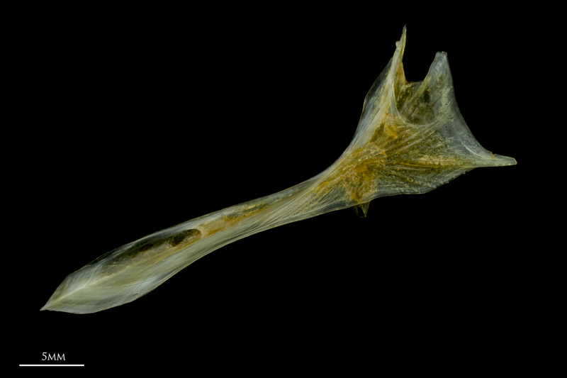 Grey gurnard cleithrum lateral view