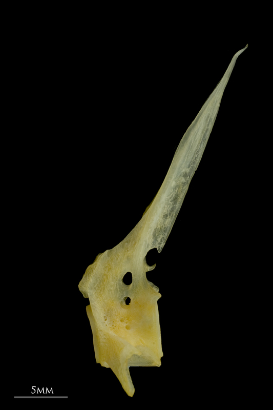 Gilthead seabream precaudal vertebra lateral view