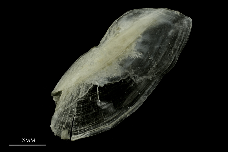 Common pandora interopercular lateral view