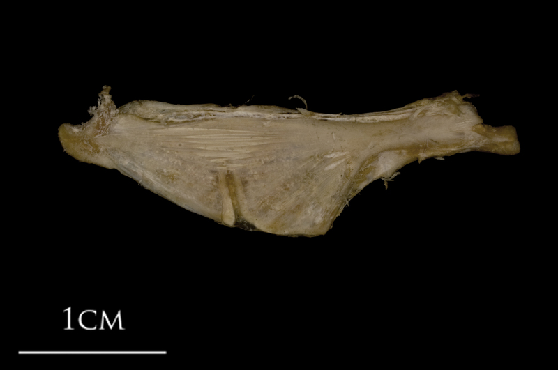 White grouper ceratohyal epihyal complex medial view