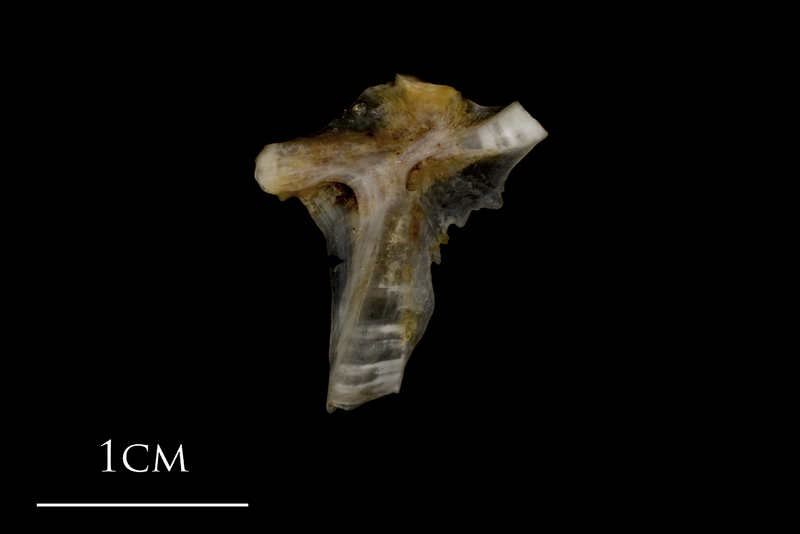 Sea scorpion hyomandibular medial view