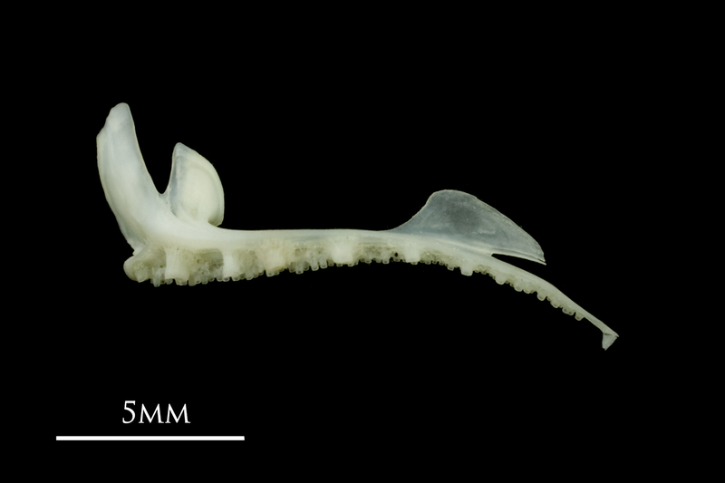 Poor cod premaxilla lateral view