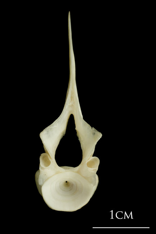 Haddock first vertebra posterior view