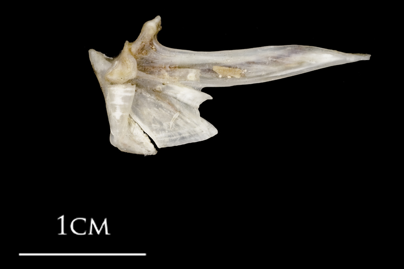 Sea scorpion articular medial view