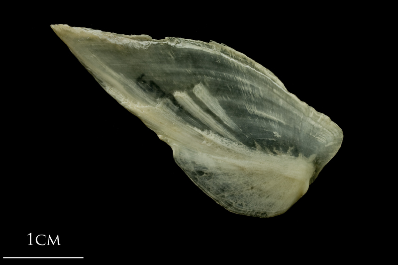 Haddock subopercular lateral view