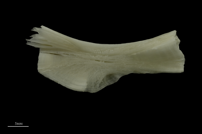 Burbot ceratohyal medial view