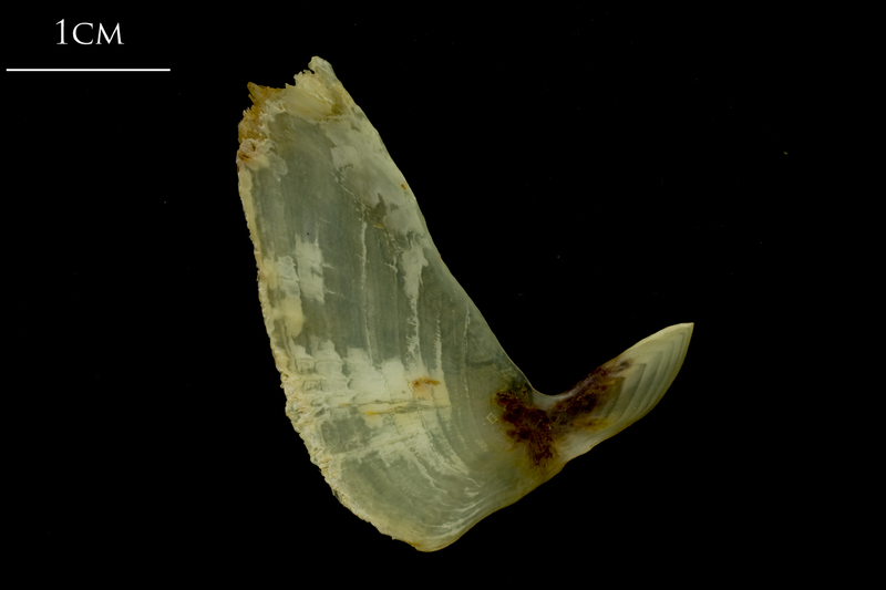 Ballan wrasse subopercular medial view