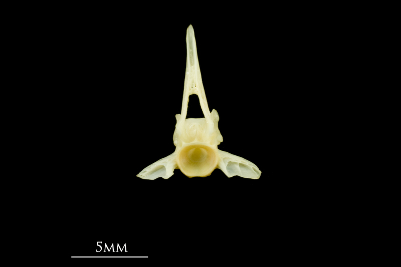 Five-Bearded Rockling precaudal vertebra anterior view