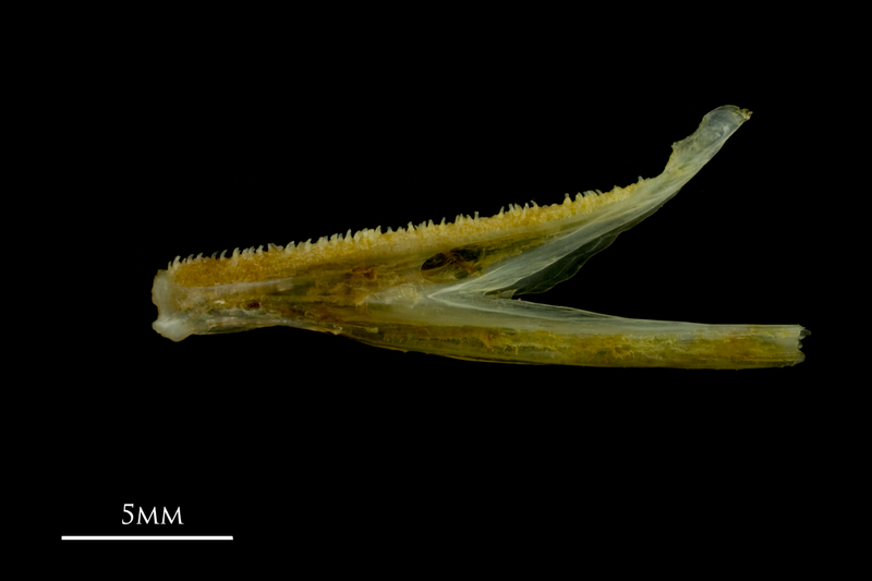 Grey gurnard dentary lateral view