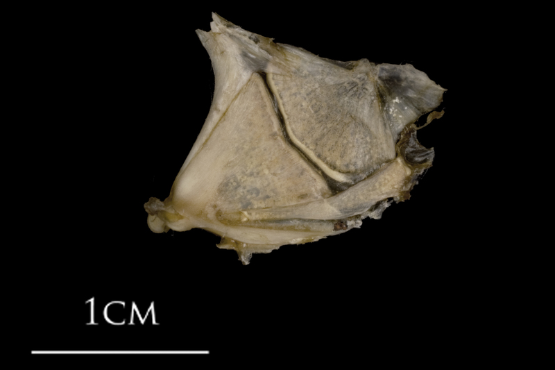 White grouper quadrate lateral view