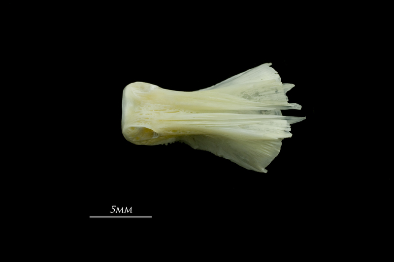 European seabass basioccipital ventral view