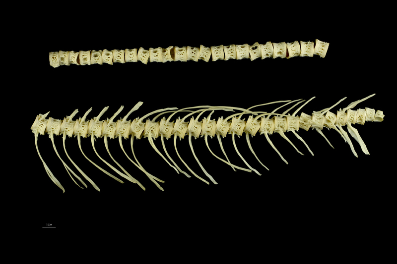 Atlantic salmon vertbral column lateral view