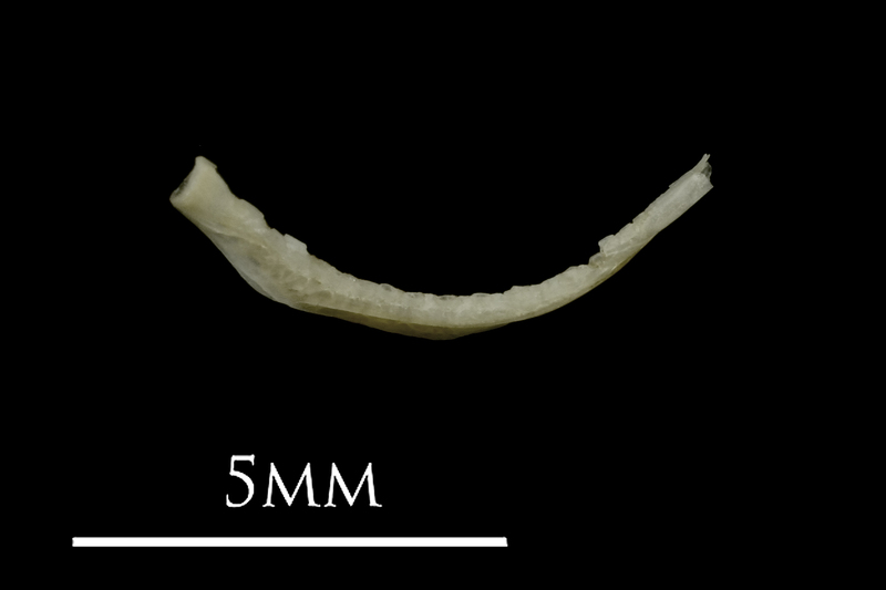 Eelpout pharyngeal medial view