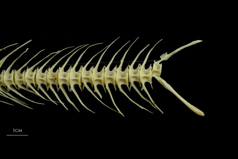 Barbel caudal vertebra lateral view