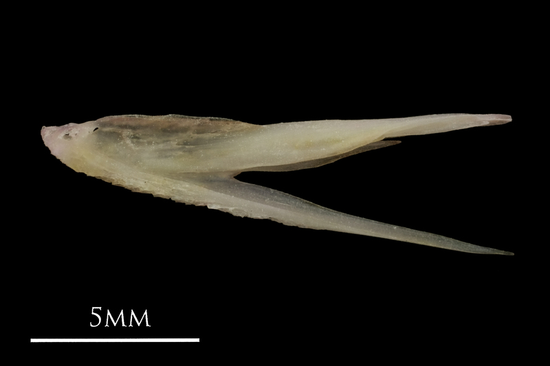 European eel vomer lateral view