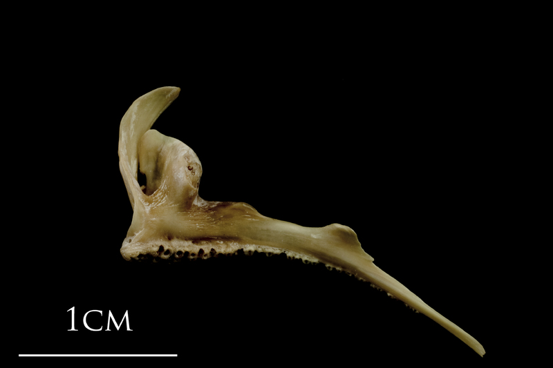 Turbot premaxilla medial view